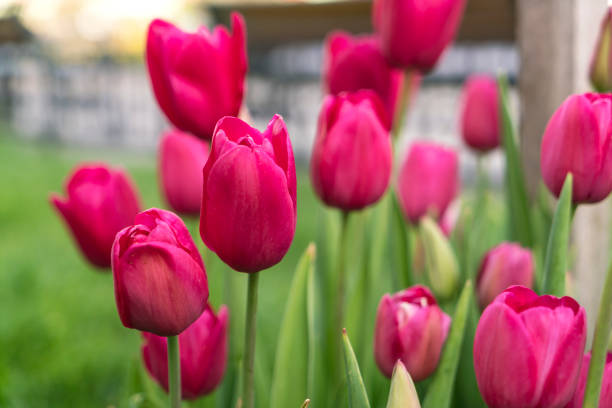 tulipany - parade tulip zdjęcia i obrazy z banku zdjęć