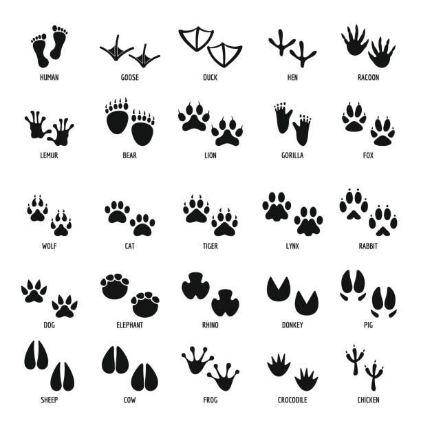 ilustrações, clipart, desenhos animados e ícones de conjunto de ícones de pegada animal, estilo simples - animal track