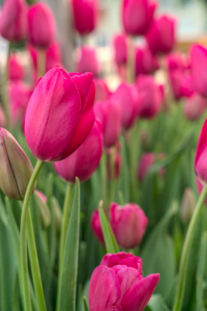 튤립 - lady tulip 뉴스 사진 이미지