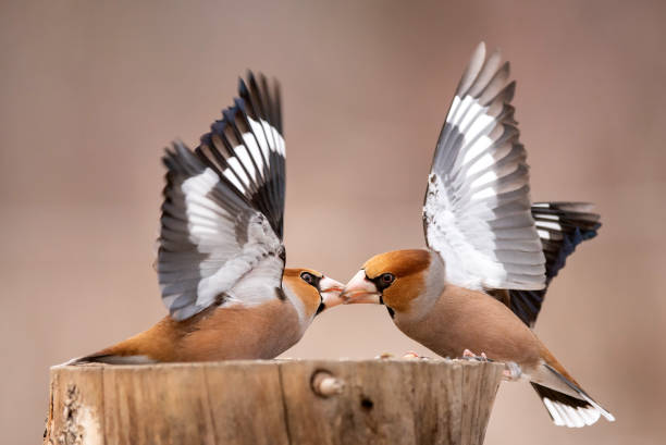 istock Hawfinch (Coccothraustes coccothraustes) fight at the feeder 1009637608