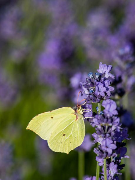 istock Brimstone butterfly and the lavender 1009638320