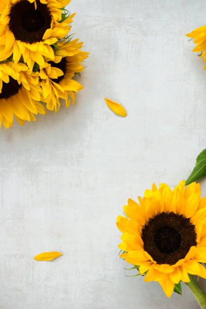 istock Yellow Sunflower Bouquet on Grey Background, Autumn Concept 1009641230