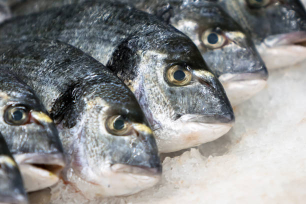 istock Fresh rafrigerated fish in a seafood shop. 1009641336