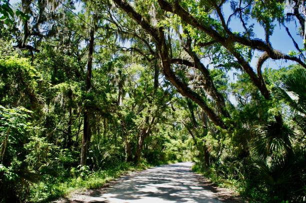 istock Street Lined with Live Oak Trees 1009641406