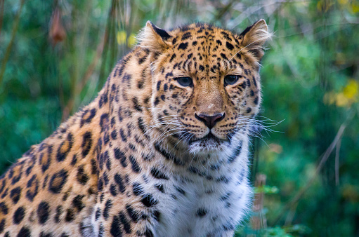 Hombre del leopardo de Amur photo