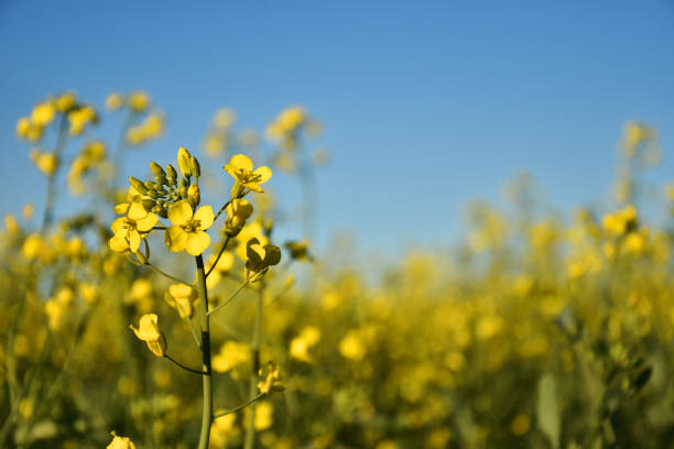istock Bright Yellow Canola Plant in Bloom 1009643952