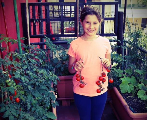 little girl on the terrace  shows ripe tomatoes picked from the pots