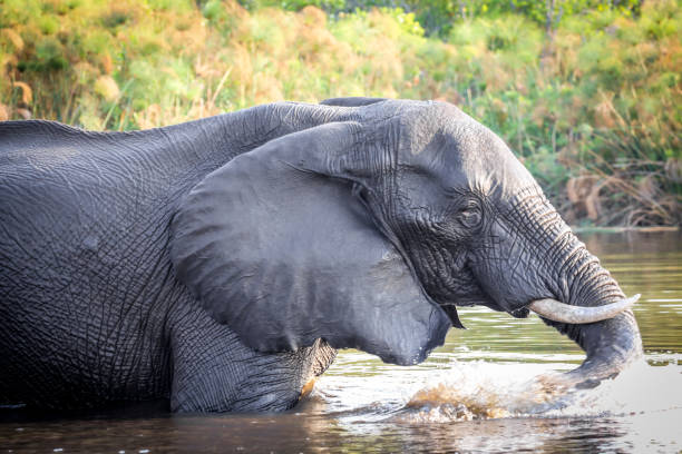 istock African Elephant crosses the river 1009644598