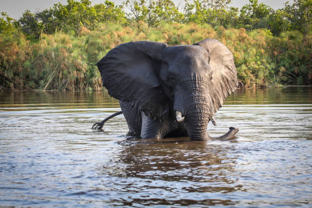 African Elephant, Animal, Elephant, Africa, Botswana