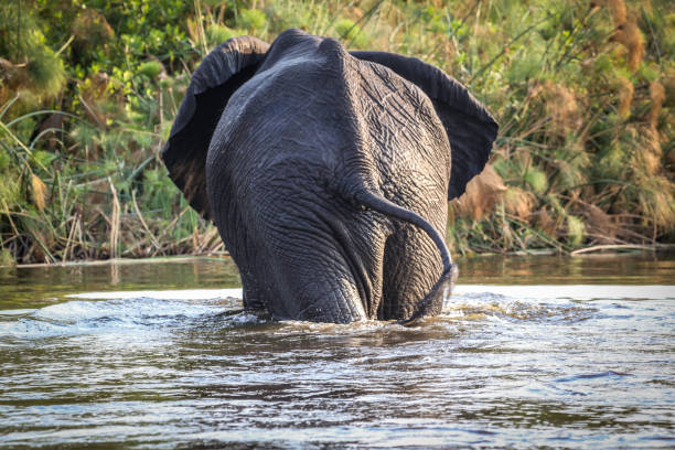 African Elephant, Animal, Elephant, Africa, Botswana