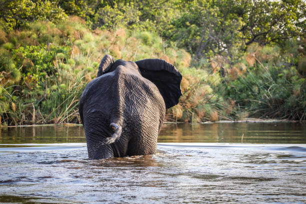 A herd of African elephants bathe, drink and refresh themselves on the banks of the Chobe River. Tourism and vacation concept. Seen from the game drive. Botswana, Africa.