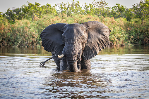 African Elephant, Animal, Elephant, Africa, Botswana