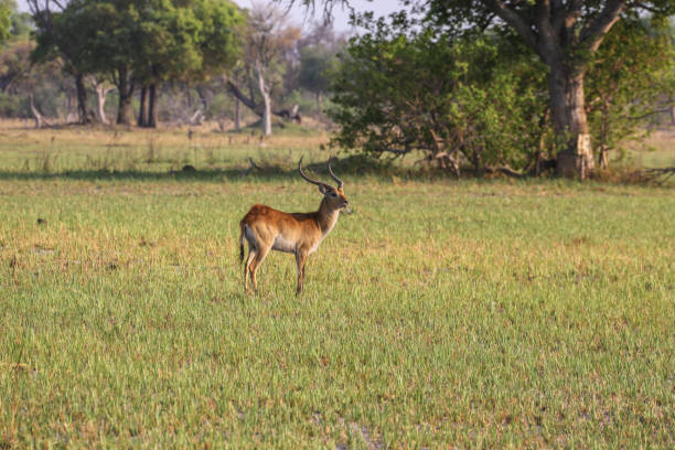 istock Impala antelope walking on the grass landscape 1009650162
