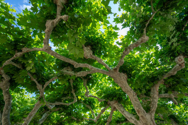 Sycamore Trees  Zamora Spain
