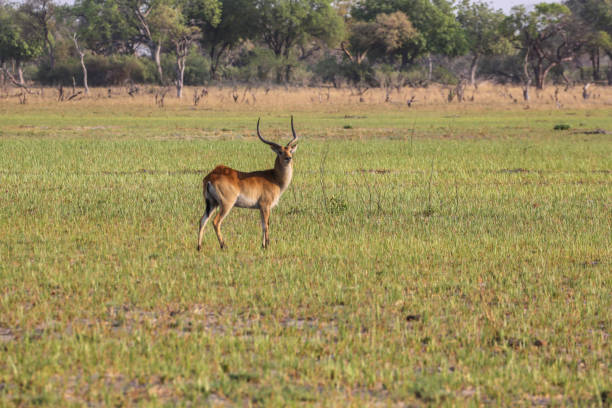 istock Impala antelope walking on the grass landscape 1009650394