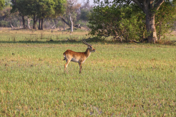istock Impala antelope walking on the grass landscape 1009650418