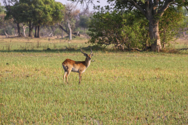 istock Impala antelope walking on the grass landscape 1009650432