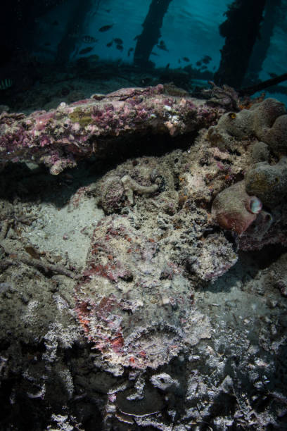 istock Venomous and Camouflaged Stonefish in Indonesia 1009650850
