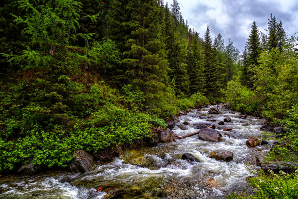 istock bottom view on the flow mountain stream in woods 1009651166