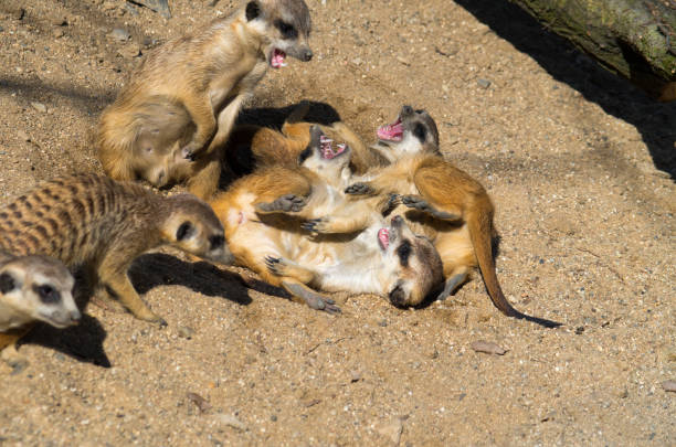 istock Group of young meerkats 1009653256