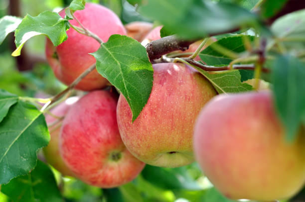 istock close-up of red apples 1009653562