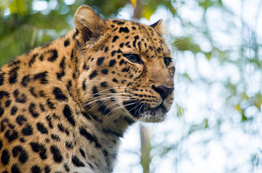 Amur leopard male