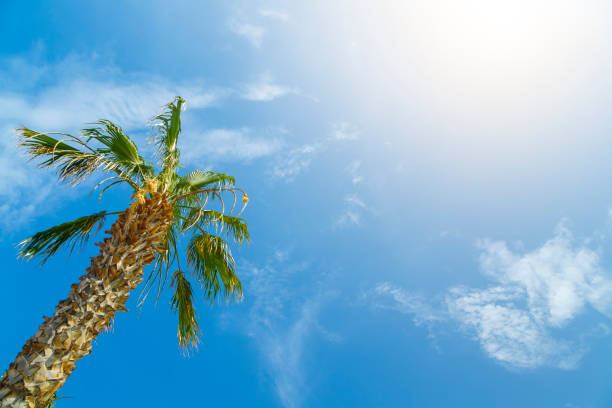 istock Bottom-up view of a beautiful palm tree with blue sunny sky 1009654500