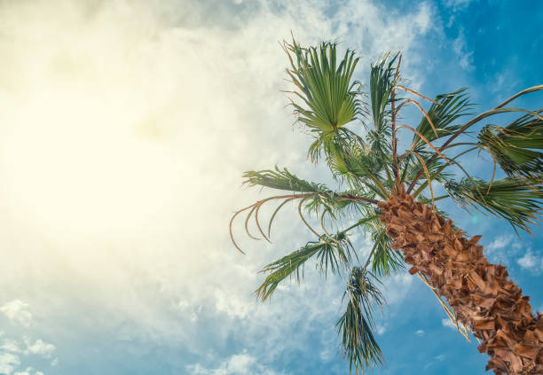 istock Bottom-up view of beautiful palm tree with blue sunny sky 1009654522