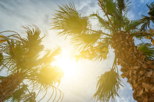 istock Bottom-up view of a beautiful palm tree with blue sunny sky 1009654526