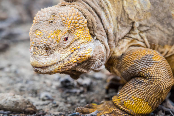 A Galapagos land iguana (Conolophus subcristatus) at North Seymour Island, Galapagos. This special subspecies of Igunana is endemic to the Galapagos Islands. Wildlife shot.