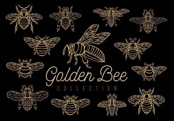 Vector illustration of Honey bee bumblebees wasps set sketch style collection insert wings emblem symbols