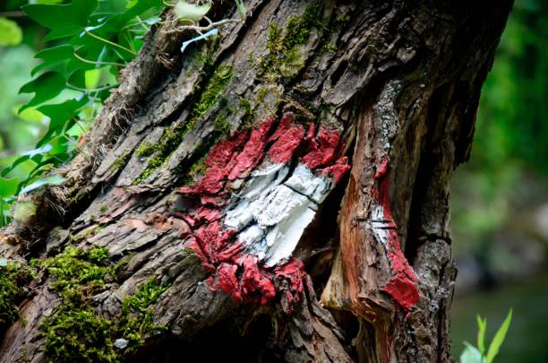 istock Hiking trail red and white circular mark on tree 1009667224
