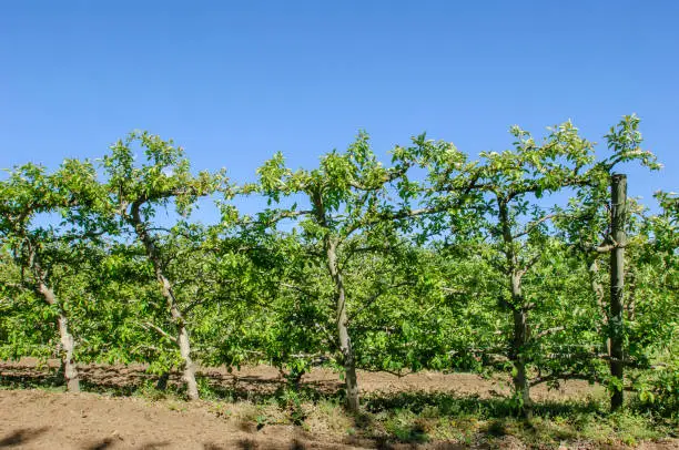 Espalier organic apple orchard with new springtime growth.  Espalier is the method of controlling plant growth to grow into a flat plane.

Taken in Watsonville, California, USA.