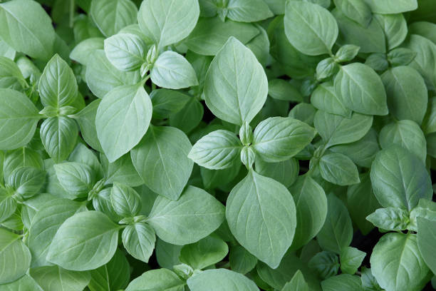 istock Fresh green basil leaves background, close up view 1009667456
