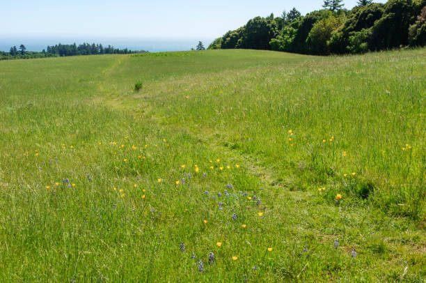 istock Coastal Mountain Trail Through Meadow 1009671870
