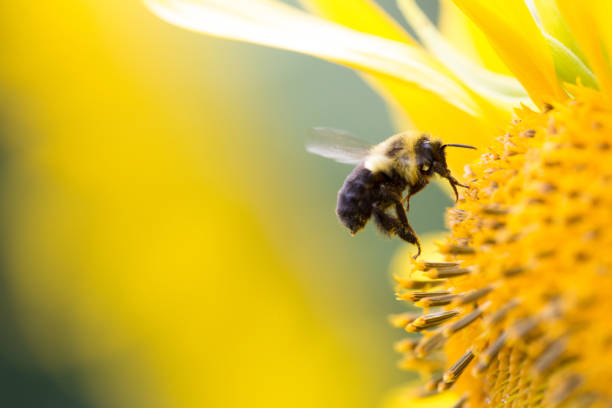 istock Bee collecting pollen from a sunflower. 1009677140
