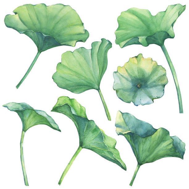 bildbanksillustrationer, clip art samt tecknat material och ikoner med set med lotusblad (näckros, indisk lotus, heliga lotus, egyptiska lotus). akvarell handritad målning illustration isolerade på vit bakgrund. - indisk lotus