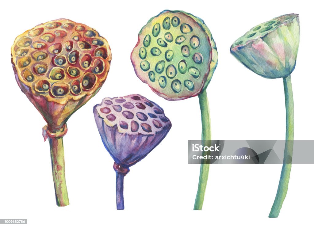 Set with lotus dried seed pod, seed head (water lily, Indian lotus, sacred lotus, Egyptian lotus). Watercolor hand drawn painting illustration isolated on white background. Lotus Water Lily stock illustration