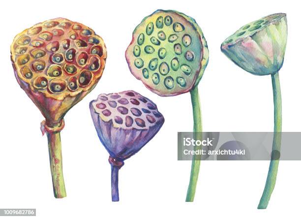 Set With Lotus Dried Seed Pod Seed Head Watercolor Hand Drawn Painting Illustration Isolated On White Background Stock Illustration - Download Image Now