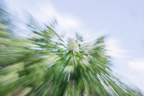 abstract zooming effect of plants in garden