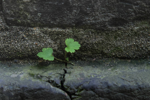Close up leaves with the old wall for background.