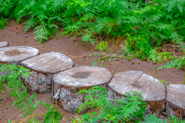 istock Stacked stumps obstacle for bike 1009688818