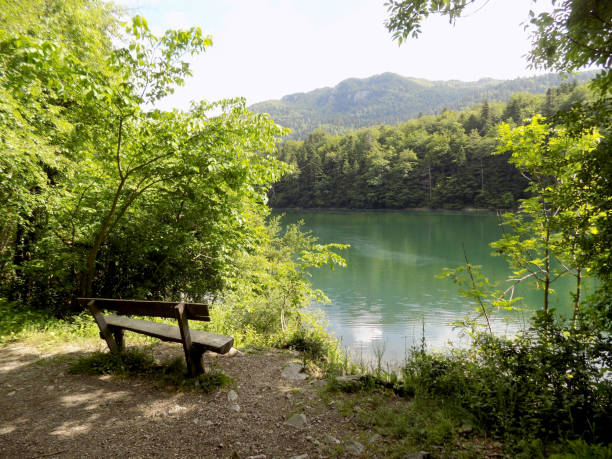 istock Resting in the forest, near the lake 1009691160