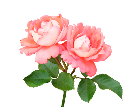 Branch with two pink and peach roses climbing the stem, leaves and buds isolated on white background with a clipping path.