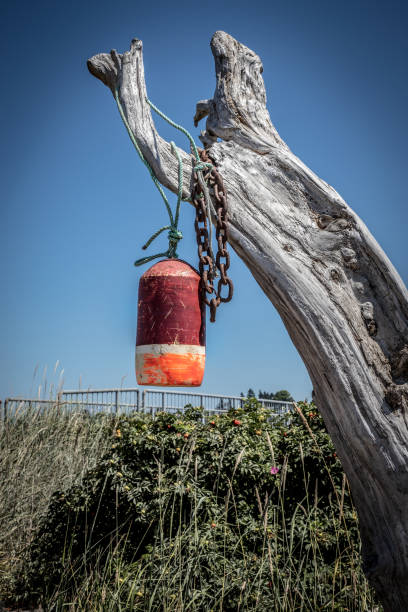 istock An old bouy hand from a rusty chain on a weathered log on Jetty Island Washington 1009696306