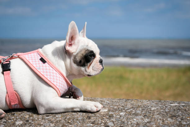 French Bulldog puppy on holiday at the beach in Minehead, Somerset, England Profile view of a French Bulldog puppy at the beach, Minehead, Somerset, England bridle stock pictures, royalty-free photos & images