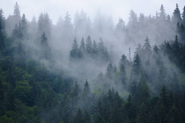 misty berglandschaft - kiefernwäldchen stock-fotos und bilder