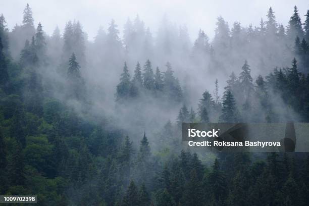 Paesaggio Montano Nebbioso - Fotografie stock e altre immagini di Foresta - Foresta, Nebbia, Montagna