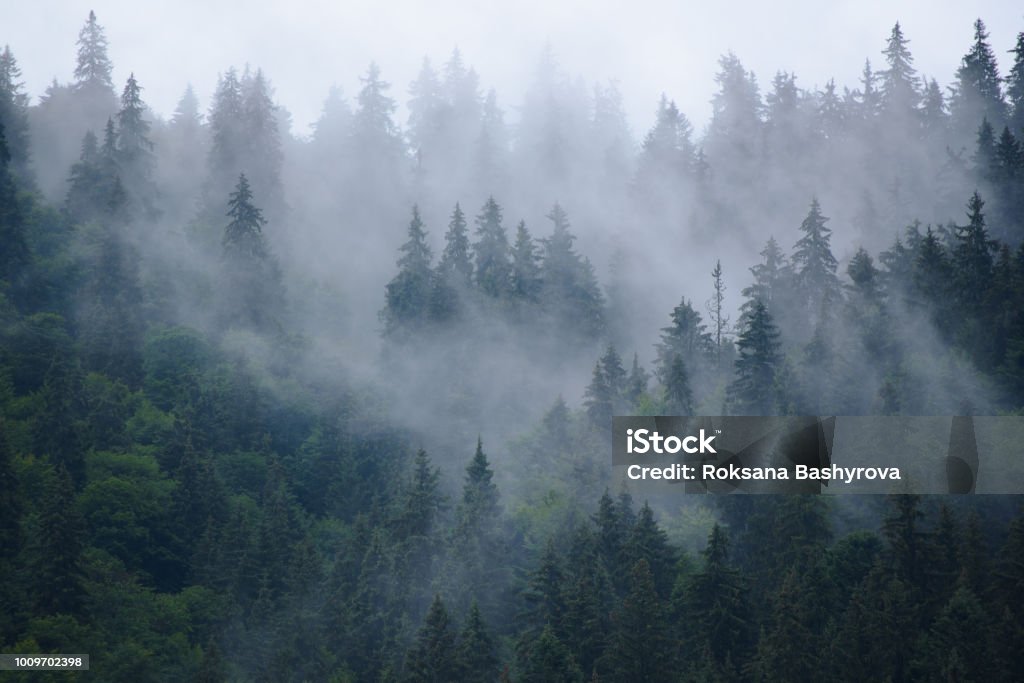 Misty mountain landscape Misty landscape with fir forest in hipster vintage retro style Forest Stock Photo