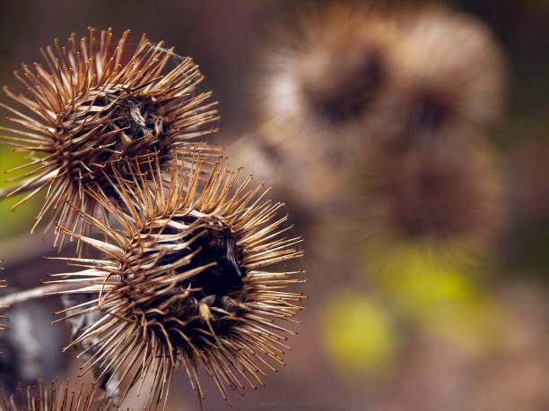 istock The  prickly Herb Burdock plant or Arctium plant. 1009703006